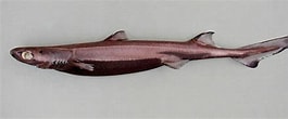 Image result for "etmopterus Decacuspidatus". Size: 265 x 110. Source: adriaticnature.ru