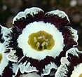 Afbeeldingsresultaten voor Primula auricula Stubbs Tartan. Grootte: 117 x 110. Bron: shop.alpine-peters.de