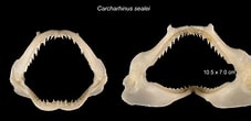 Afbeeldingsresultaten voor "carcharhinus Sealei". Grootte: 227 x 110. Bron: naka.na.coocan.jp