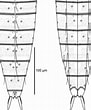 Image result for Atlanta echinogyra Anatomie. Size: 91 x 110. Source: www.researchgate.net