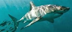 Image result for "carcharhinus Hemiodon". Size: 250 x 68. Source: thegreatwhitewatch.blogspot.com