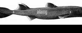 Image result for "etmopterus Granulosus". Size: 267 x 96. Source: www.alamy.com
