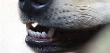Résultat d’image pour dents du chien. Taille: 227 x 110. Source: www.truffaut.com