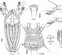 Image result for Atlanta echinogyra Anatomie. Size: 124 x 110. Source: www.researchgate.net