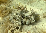 Afbeeldingsresultaten voor Ircinia felix. Grootte: 154 x 110. Bron: spongeguide.uncw.edu