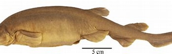 Image result for Bythaelurus hispidus Anatomie. Size: 349 x 83. Source: www.researchgate.net
