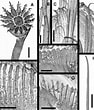 Image result for Hydroides elegans Habitat. Size: 94 x 110. Source: treatment.plazi.org