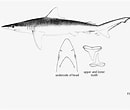 Image result for "carcharhinus Macloti". Size: 130 x 110. Source: shark-references.com