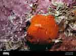Billedresultat for Clathria Clathria coralloides Klasse. størrelse: 150 x 110. Kilde: www.alamy.com