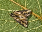 Afbeeldingsresultaten voor "pristacantha Polyodon". Grootte: 143 x 110. Bron: insecta.pro