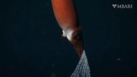 Afbeeldingsresultaten voor Bathyteuthis abyssicola. Grootte: 196 x 110. Bron: www.uux.cn