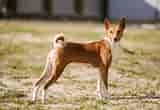 Image result for Basenji. Size: 160 x 110. Source: www.zooplus.co.uk