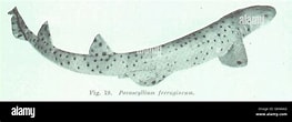 Image result for "parascyllium Ferrugineum". Size: 263 x 110. Source: www.alamy.com