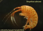 Image result for Ampithoe rubricata. Size: 151 x 110. Source: miaw.o.oo7.jp