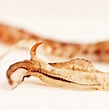 Image result for "gonatus Fabricii". Size: 109 x 110. Source: www.descna.com
