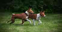 Image result for Basenji. Size: 207 x 110. Source: breedadvisor.com