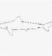 Image result for "rhizoprionodon Taylori". Size: 102 x 110. Source: www.fishbase.se