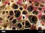 Image result for "hemimycale Columella". Size: 150 x 110. Source: www.alamy.com