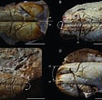 Afbeeldingsresultaten voor "neoglyphea Inopinata". Grootte: 112 x 110. Bron: www.researchgate.net