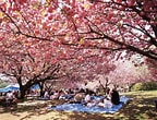 Image result for 静 公園. Size: 144 x 110. Source: www.ibarakiguide.jp