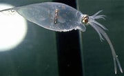 Image result for "galiteuthis Glacialis". Size: 180 x 110. Source: www.eonet.ne.jp