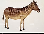 Image result for "halaelurus Quagga". Size: 144 x 110. Source: www.alamy.com