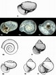 Afbeeldingsresultaten voor "Limacina trochiformis". Grootte: 82 x 110. Bron: www.researchgate.net
