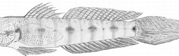 "oxyurichthys Papuensis" に対する画像結果.サイズ: 349 x 85。ソース: www.researchgate.net