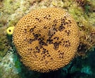 Afbeeldingsresultaten voor Ircinia felix. Grootte: 135 x 110. Bron: spongeguide.uncw.edu