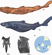 Image result for "etmopterus Decacuspidatus". Size: 103 x 110. Source: shark-references.com