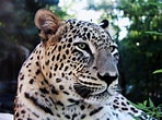Résultat d’image pour Leopard. Taille: 148 x 110. Source: www.jessicacrabtree.com