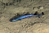 Afbeeldingsresultaten voor "etmopterus Unicolor". Grootte: 163 x 110. Bron: fishesofaustralia.net.au