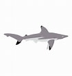 Image result for "carcharhinus Hemiodon". Size: 105 x 110. Source: www.dreamstime.com