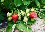 Bildresultat för Strawberry Plants. Storlek: 156 x 110. Källa: harvesttotable.com