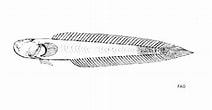 Image result for Caragobius urolepis. Size: 212 x 110. Source: indiabiodiversity.org