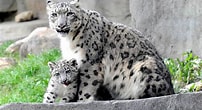 Risultato immagine per Snow Leopard Subfamily. Dimensioni: 202 x 110. Fonte: dangerchoices.blogspot.com