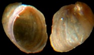 Image result for Otina ovata Species. Size: 187 x 110. Source: www.gastropods.com