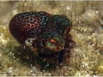 Image result for Sepiolidae. Size: 148 x 110. Source: www.dafni.com
