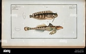 Bilderesultat for Callionymus fasciatus Anatomie. Størrelse: 174 x 110. Kilde: www.alamy.com