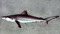 Image result for "carcharhinus Signatus". Size: 195 x 110. Source: www.floridamuseum.ufl.edu