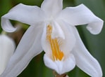 Afbeeldingsresultaten voor Aetideopsis cristata Familie. Grootte: 149 x 110. Bron: blume7.de