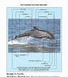 Afbeeldingsresultaten voor Anatomie Dolfijn. Grootte: 96 x 110. Bron: www.dolphinsdigital.org