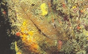 Image result for "antipathes Gracilis". Size: 178 x 110. Source: www.ecured.cu
