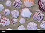 Image result for "chlamys Varia". Size: 150 x 110. Source: www.alamy.com