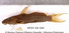 Image result for "flagellostomias Boureei". Size: 229 x 110. Source: www.eisk.cn