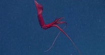 Afbeeldingsresultaten voor Whip-lash Squid. Grootte: 208 x 110. Bron: www.youtube.com