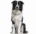 Image result for Border Collie Mellemstor hunderace 12 År gammel 46 til 55 Cm. Size: 116 x 110. Source: hundarutanhem.se