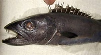 Image result for Oilfish Anatomy. Size: 201 x 110. Source: www.fishwallpapers.com