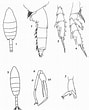 Image result for Paraeuchaeta barbata Onderklasse. Size: 89 x 110. Source: copepodes.obs-banyuls.fr