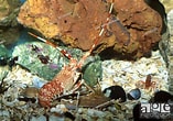 Afbeeldingsresultaten voor Palinurus mauritanicus Geslacht. Grootte: 157 x 110. Bron: www.agefotostock.com